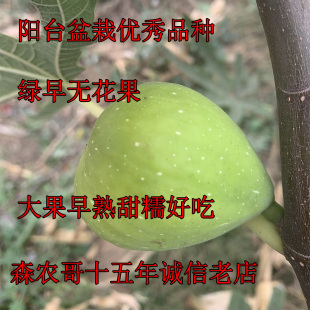 绿早无花果树苗绿色无花果盆栽早熟品种青皮无花果