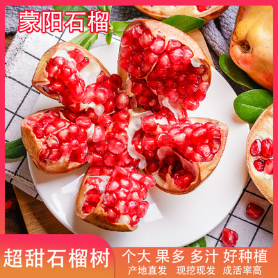 新品种大果蒙阳红甜石榴