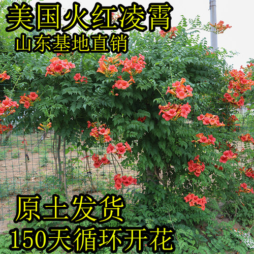 森农哥美国凌霄花原土带花
