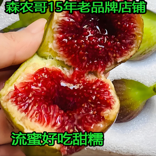 水蜜桃无花果树苗格莱斯无花果盆栽