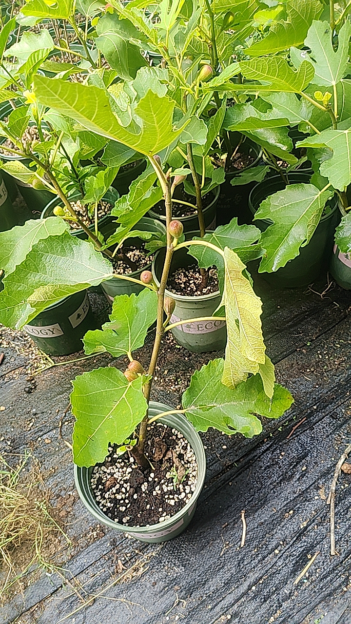 小波无花果盆栽紫色波尔多无花果树苗