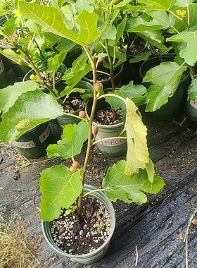 小波无花果盆栽紫色波尔多无花果树苗