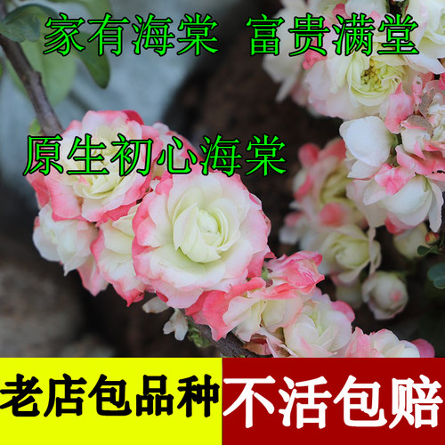 森农哥初心牡丹海棠树苗