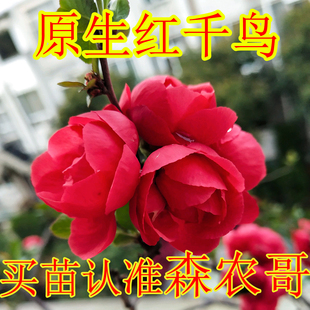 新品种 红千鸟海棠花 盆景树苗大红色复掰花长寿花海棠日本海棠