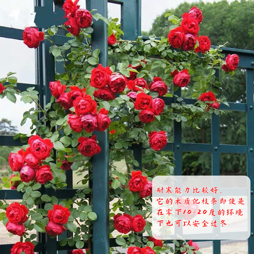 山东老王爬藤月季母系大苗