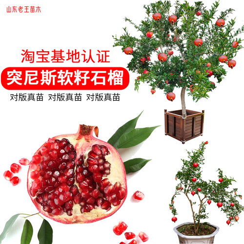 不吐籽突尼斯软籽石榴十年老店