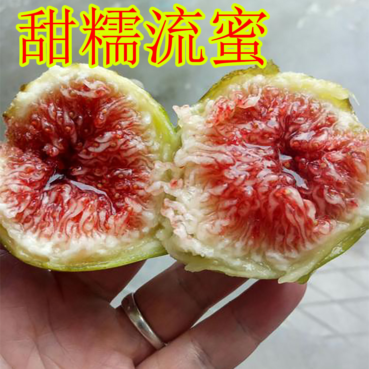 森农哥抗寒布兰瑞克无花果树苗果苗盆栽特大矮化苗青皮紫果