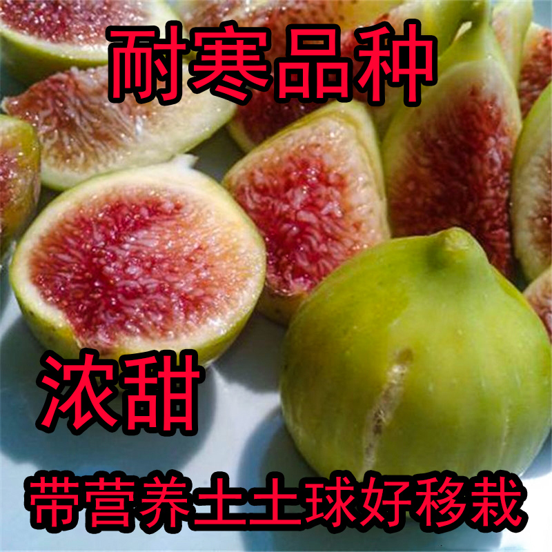 山东老王耐寒布兰瑞克无花果树苗