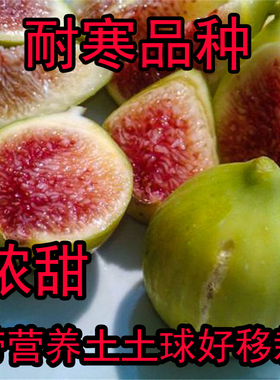 森农哥耐寒浓甜芭劳奈布兰瑞克无花果树苗 斯特拉盆栽 大芭