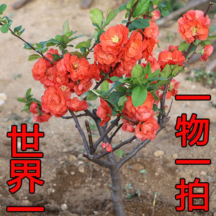 原生世界一丛林海棠花实物图一物一拍盆栽老桩树苗年宵花当年开花