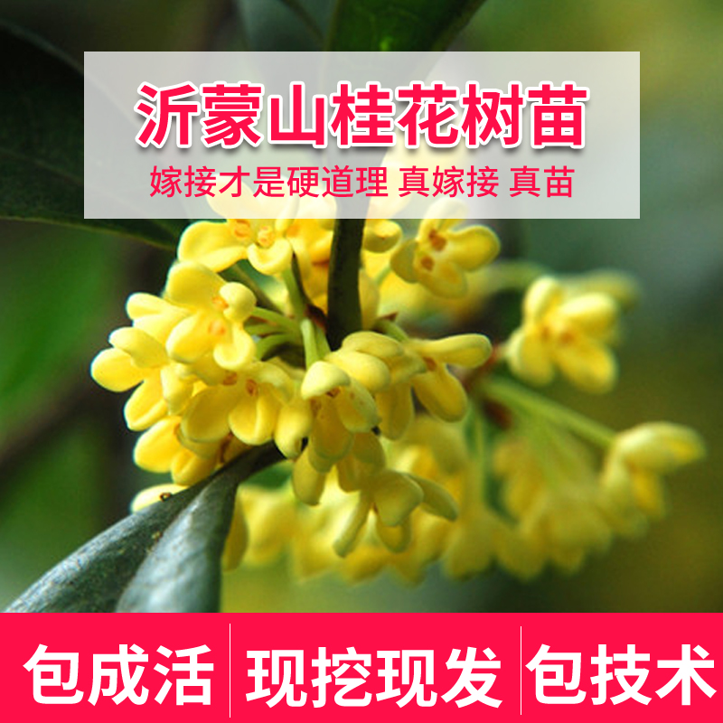 老王浓香型大型地栽流苏嫁接丹金沉香日香四季桂花树苗盆景庭院