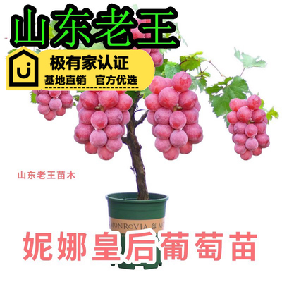 山东老王新品种妮娜皇后葡萄苗