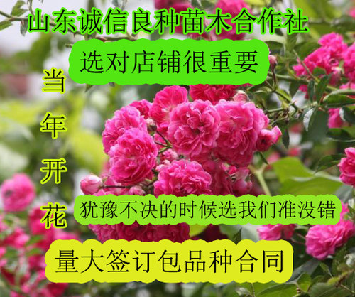 山东十年老店多花牡丹蔷薇带土