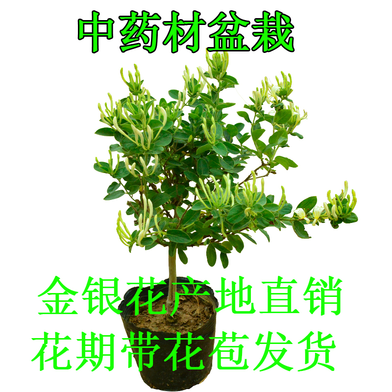 森农哥中药材食用四季金银花树苗盆栽老桩