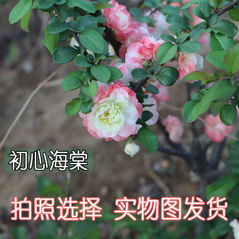 初心海棠实物图带花芽