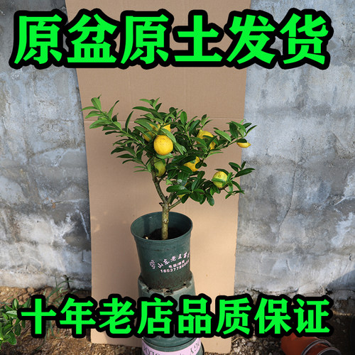 原盆原土香水柠檬树苗