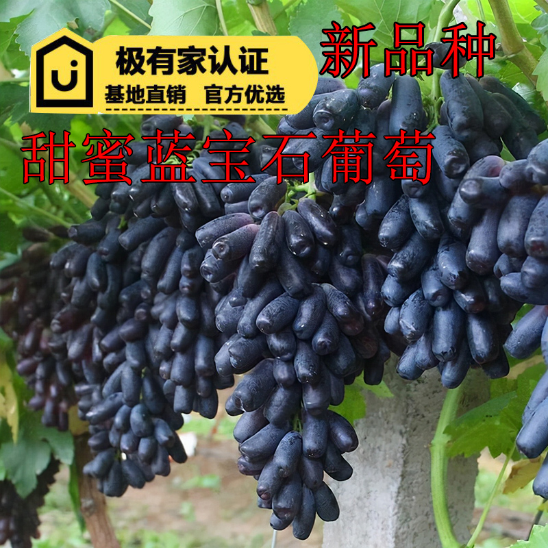 森农哥蓝宝石葡萄爬藤特大庭院