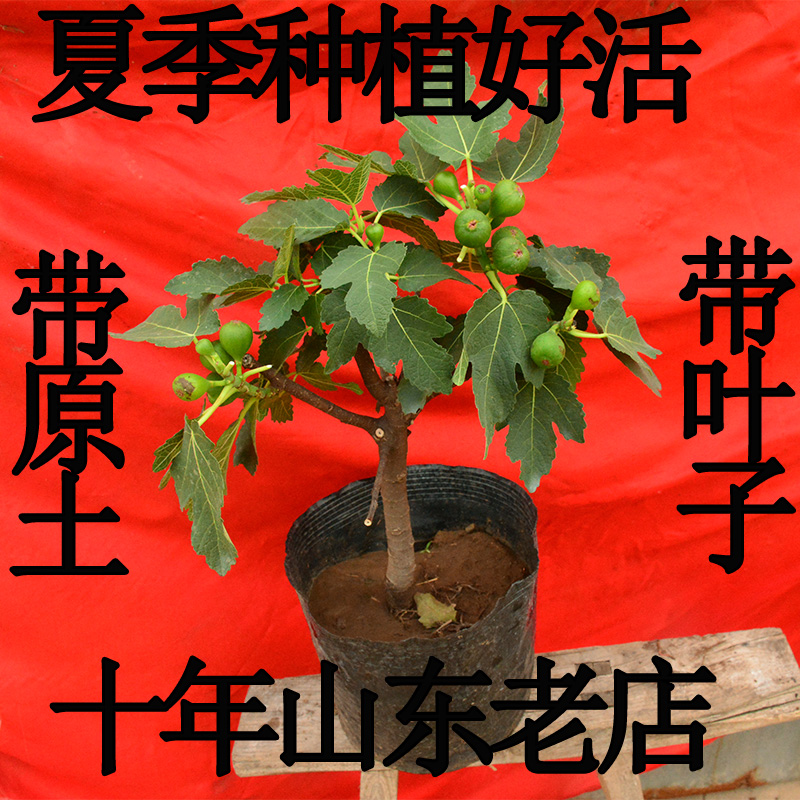 保健水果无花果树苗好品种