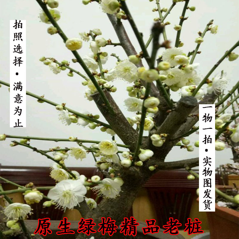 老王原生金钱绿萼梅带花苞带土