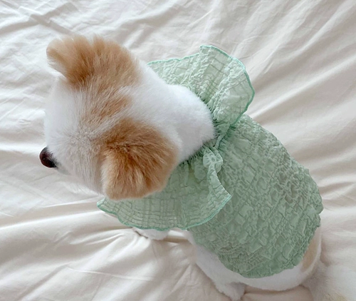 Лето Тонди питомец Тедди бин бен бен Бербон Бомейский кот кот снежный щенок маленький летний собачий одежда