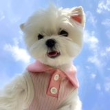 Лето -Тин, отворотная лацкана T -Fork Dog Оделя