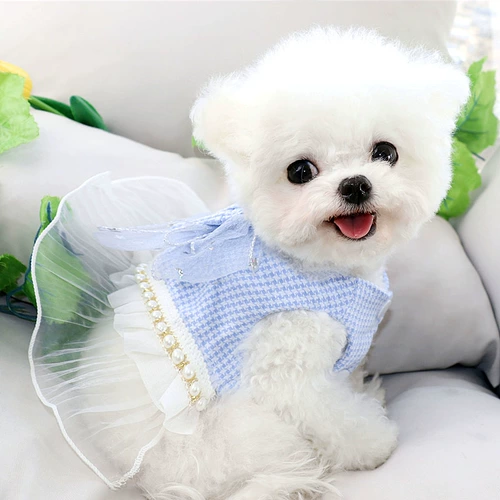 Туяющий жемчужный жемчуг в юбке Тедди, Тедди красавица, Берошин Берошика, кошка, кошка, собака, собака, собака