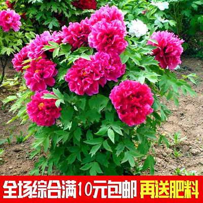 牡丹花種子賽薔薇玫瑰月季陽臺庭院盆栽易活四季種植花卉種子包郵