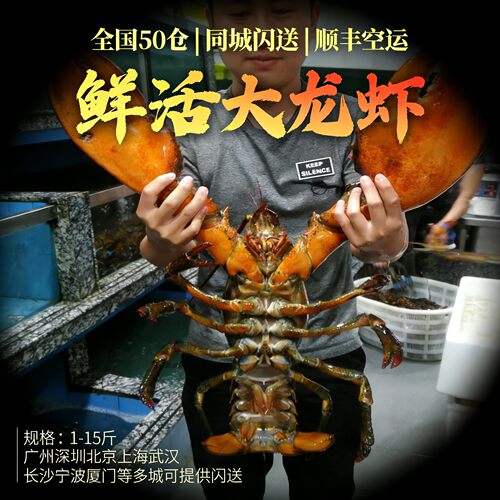 鲜活波士顿大龙虾1-15斤送礼