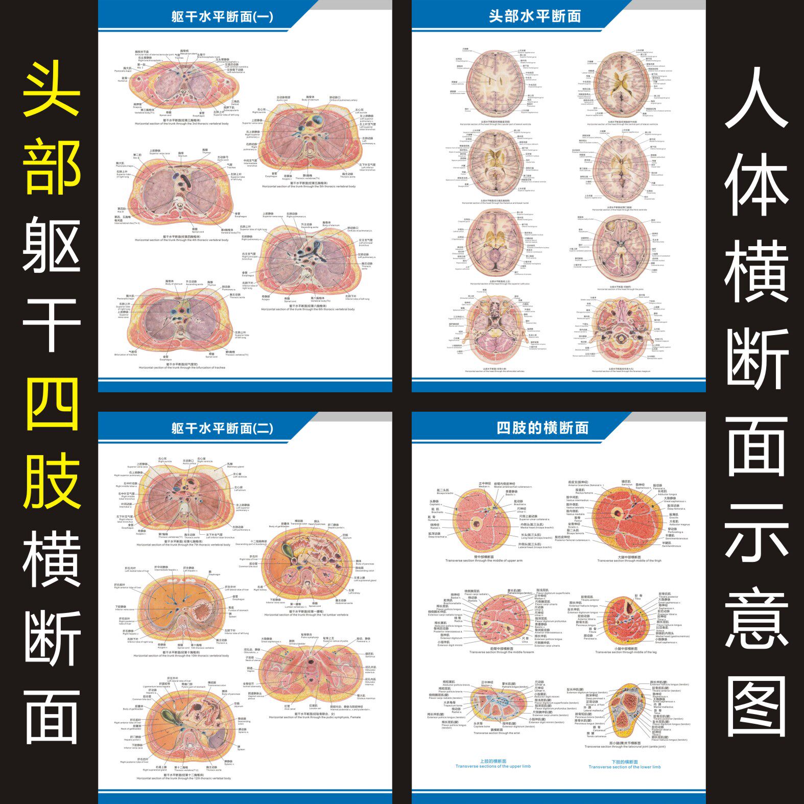 人体头部躯干四肢横断面解剖图中英文医学医院科室海报挂图高清