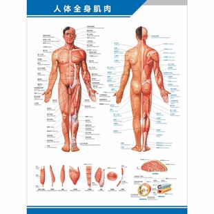 人体全身肌肉图解剖图结构图构造图中英文医学医院科室海报挂图