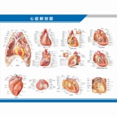 心脏解剖图结构图构造图示意图心血管内科中英文医院科室海报挂图