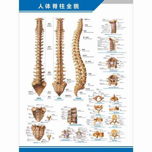 全貌脊椎构造图中英文科室海报