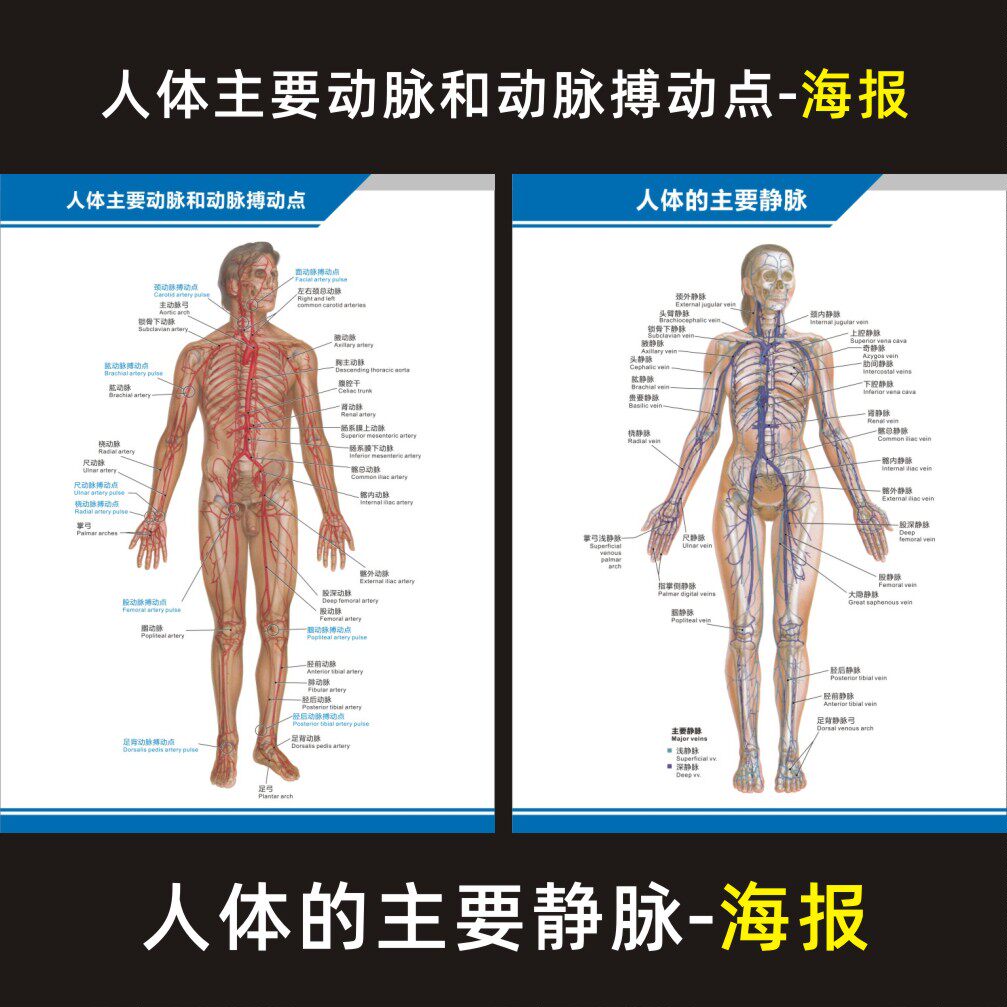 人体的主要静脉动脉和动脉搏动点解剖图中英文医院科室海报挂图