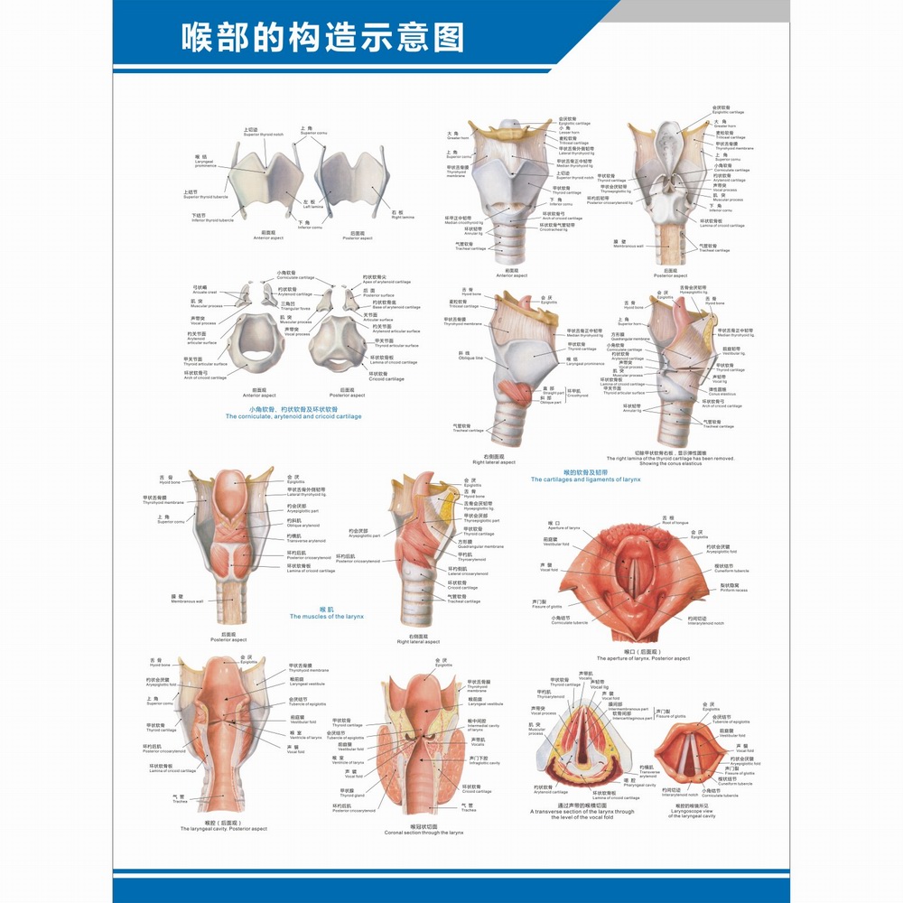 喉部解剖图喉腔喉肌喉的软骨韧带构造中英文医学医院科室海报挂图