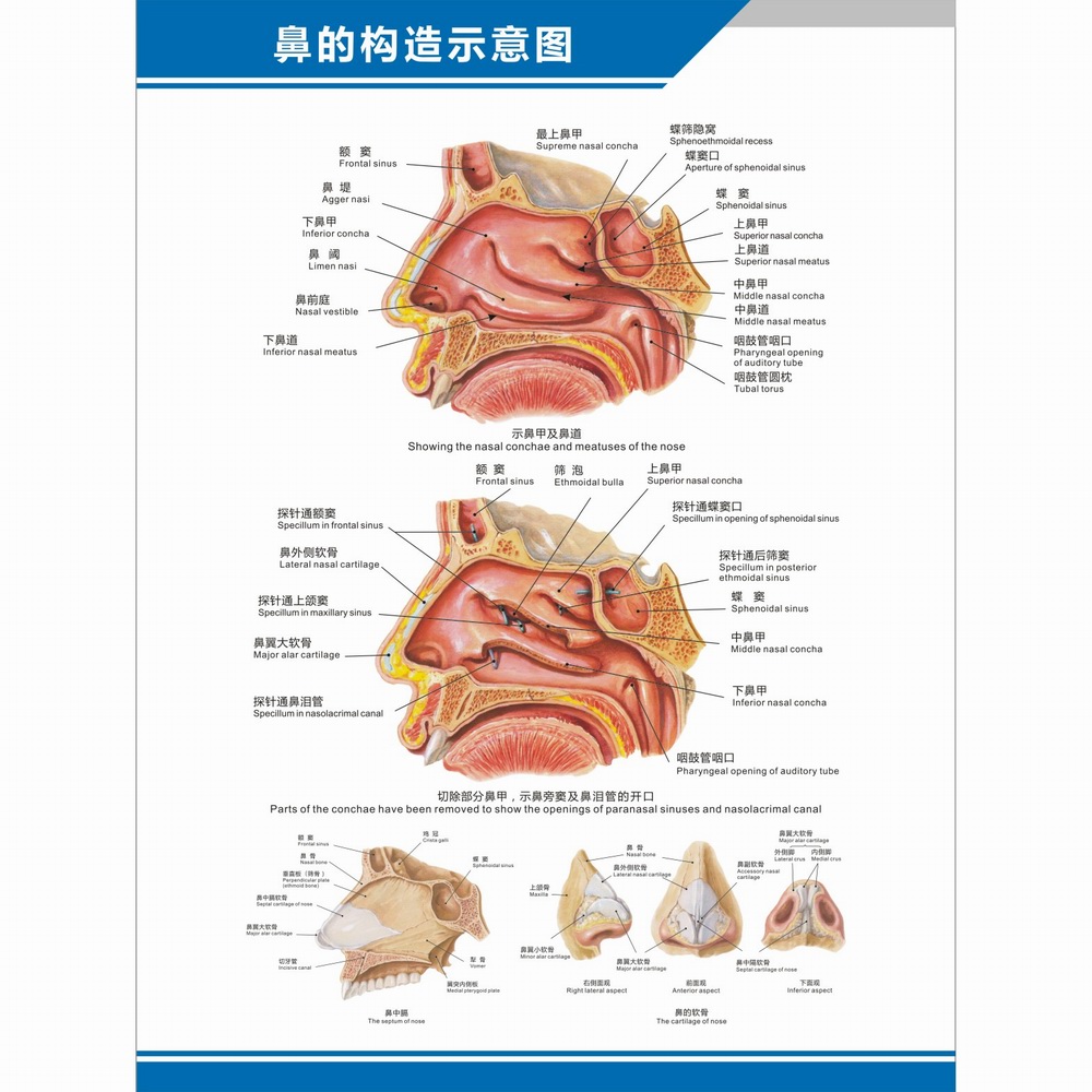 鼻软骨结构图图片