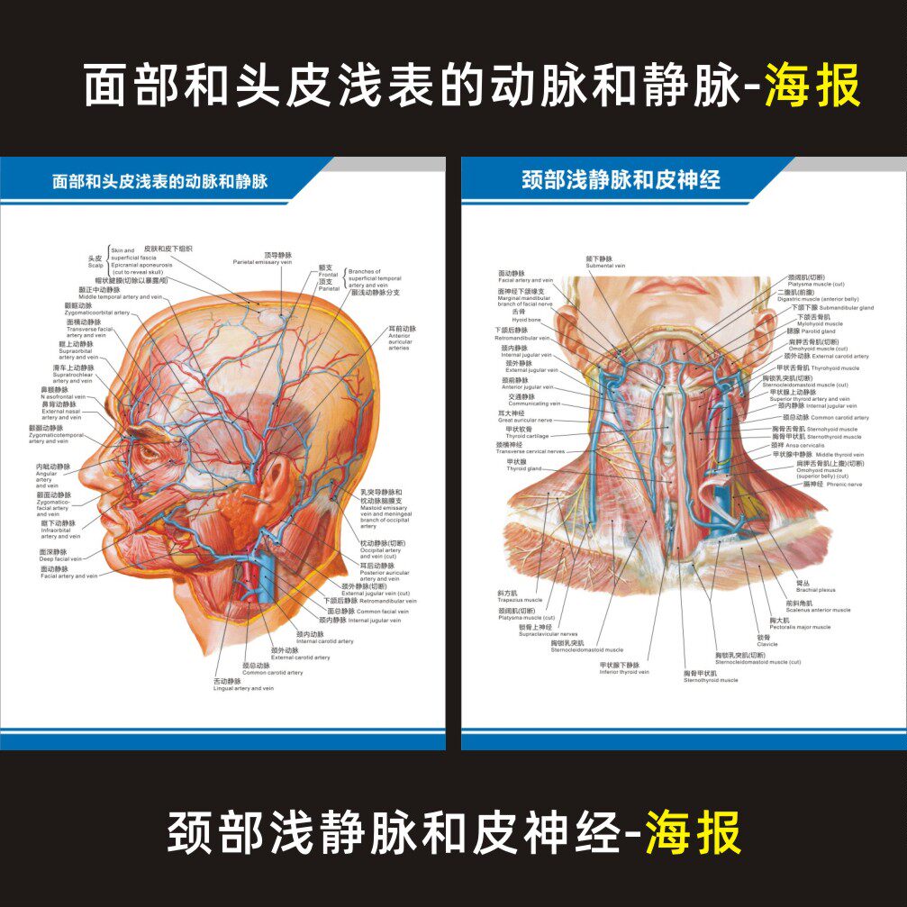面部和头皮浅表的动脉和静脉颈部解剖图中英文医院科室海报挂图