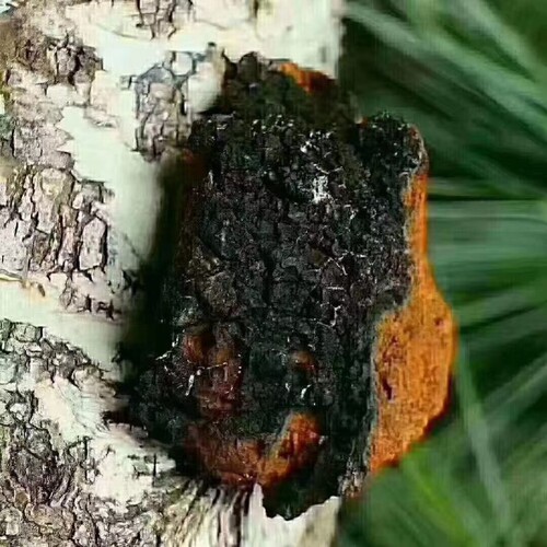 大兴安岭野生桦树茸