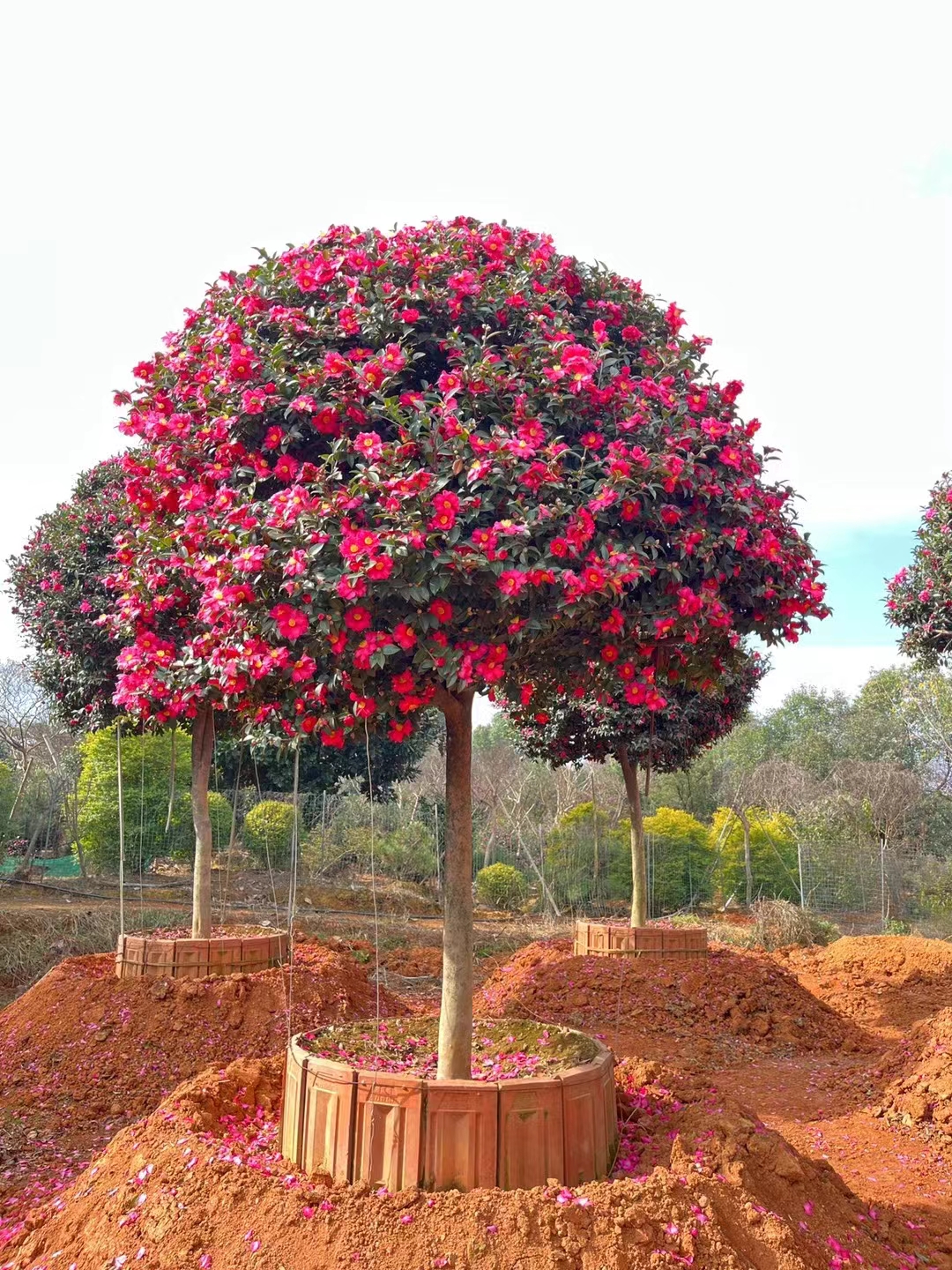 茶梅树高杆茶梅大树茶梅树桩别墅庭院四季常青耐寒耐旱好养
