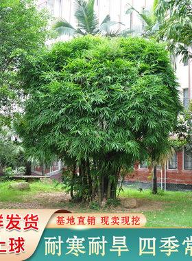 耐寒四季常青围栏遮挡竹根竹芽苗
