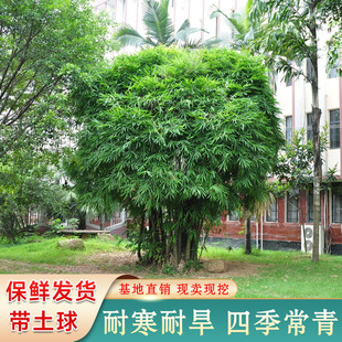 竹子苗庭院绿化紫竹青竹刚竹箬竹金镶玉凤尾竹四季常青竹根竹芽苗