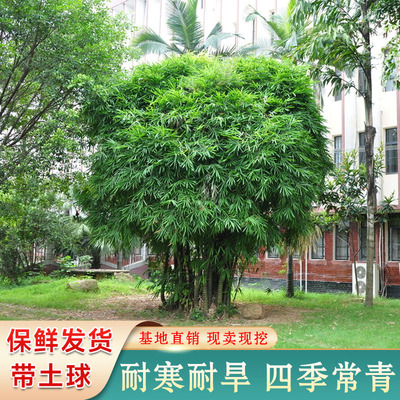 耐寒四季常青围栏遮挡竹根竹芽苗