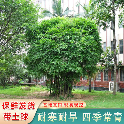 竹子苗庭院绿化紫竹青竹刚竹箬竹金镶玉凤尾竹四季常青竹根竹芽苗