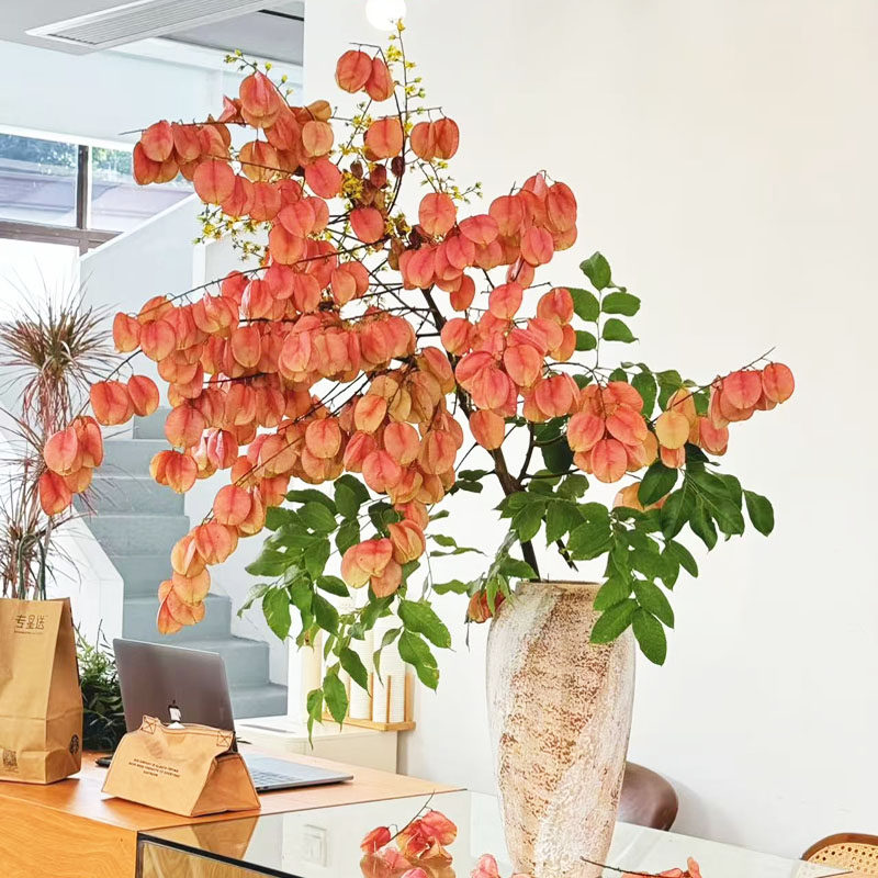 栾树鲜切绿植鲜花灯笼果手工干花室内桌面秋色复古栾树果居家插花