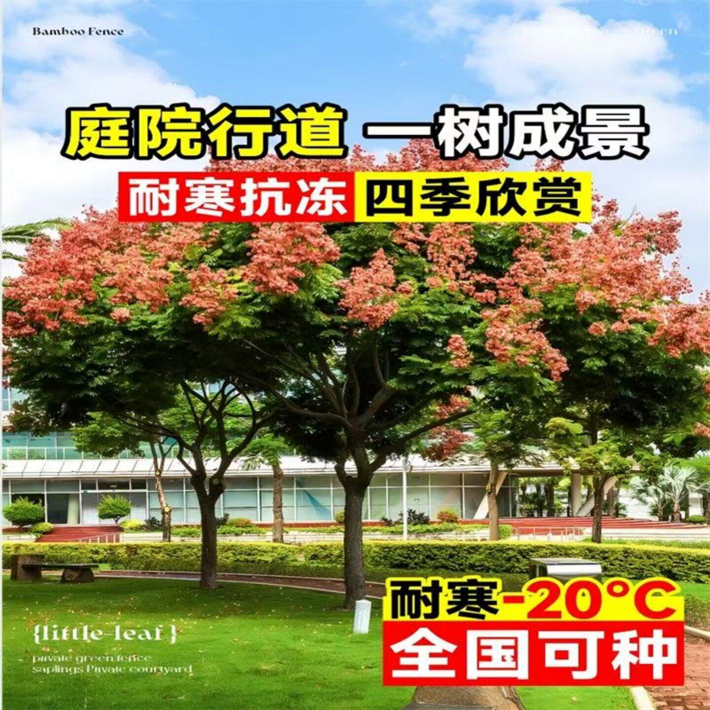 栾树苗黄山栾树小苗庭院行道大型耐寒绿化风景树占地拆迁栾树花苗