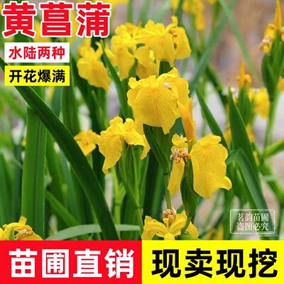 水生黄菖蒲四季常绿水生鸢尾花苗湿地公园绿化造景耐寒花卉植物
