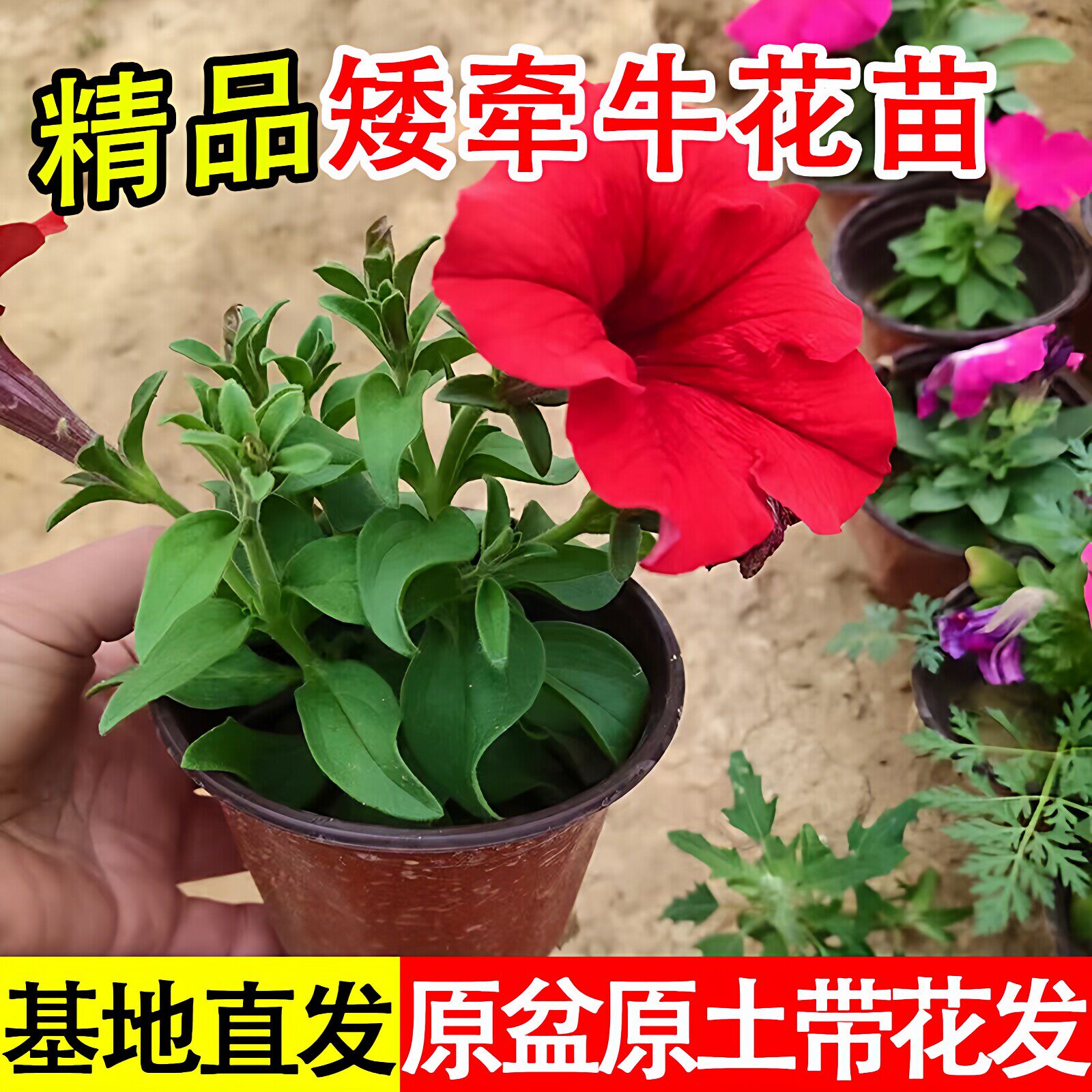 牵牛花苗带花盆栽花卉爬藤四季开花垂吊矮脚喇叭花重瓣矮牵牛花苗