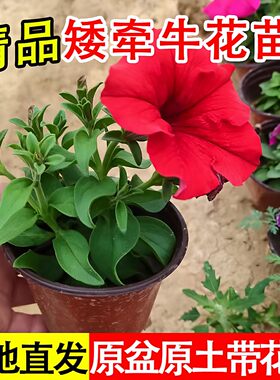 牵牛花苗带花盆栽花卉爬藤四季开花垂吊矮脚喇叭花重瓣矮牵牛花苗