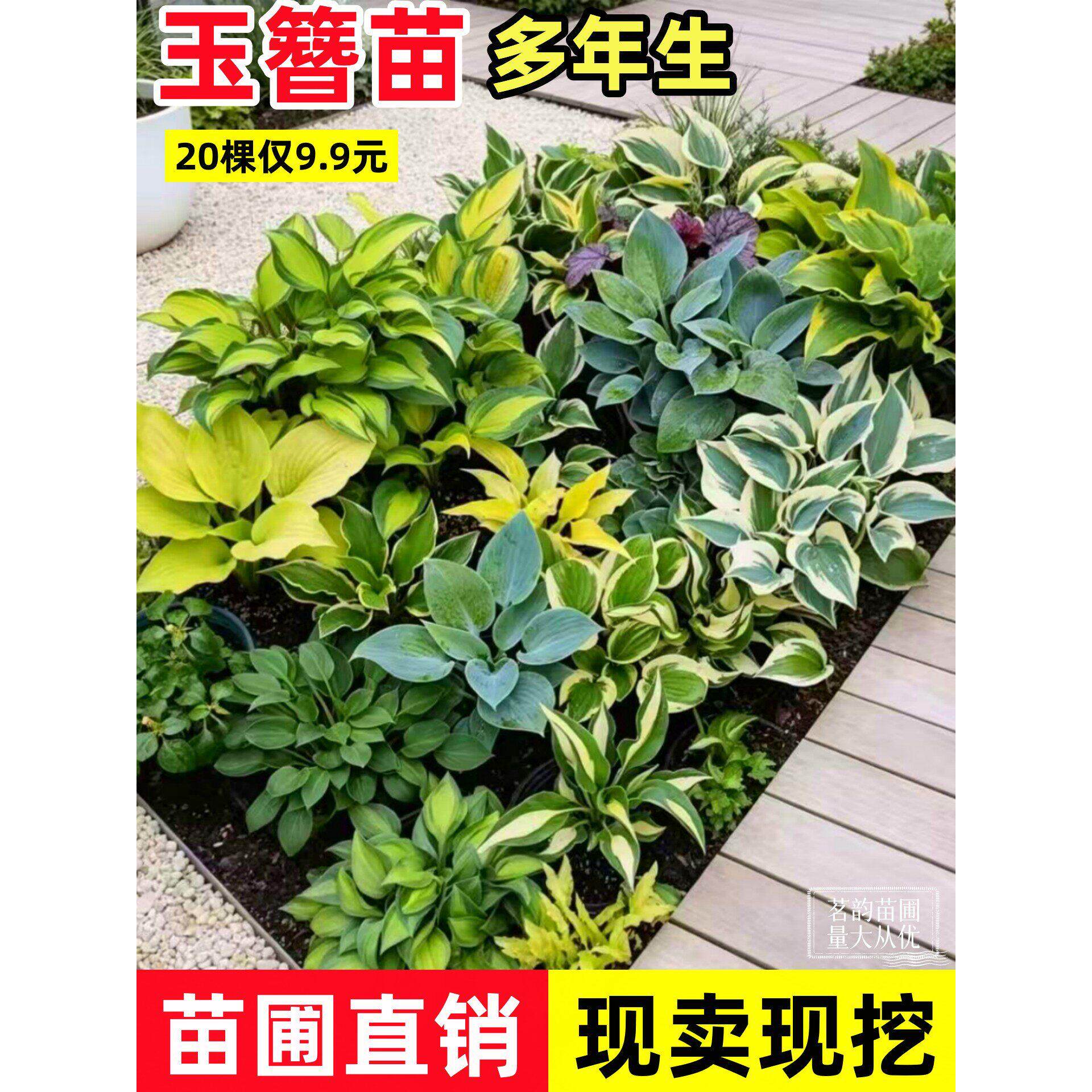 花叶玉簪苗多年生宿根花卉耐寒耐热庭院花园地被植物四季可赏金边
