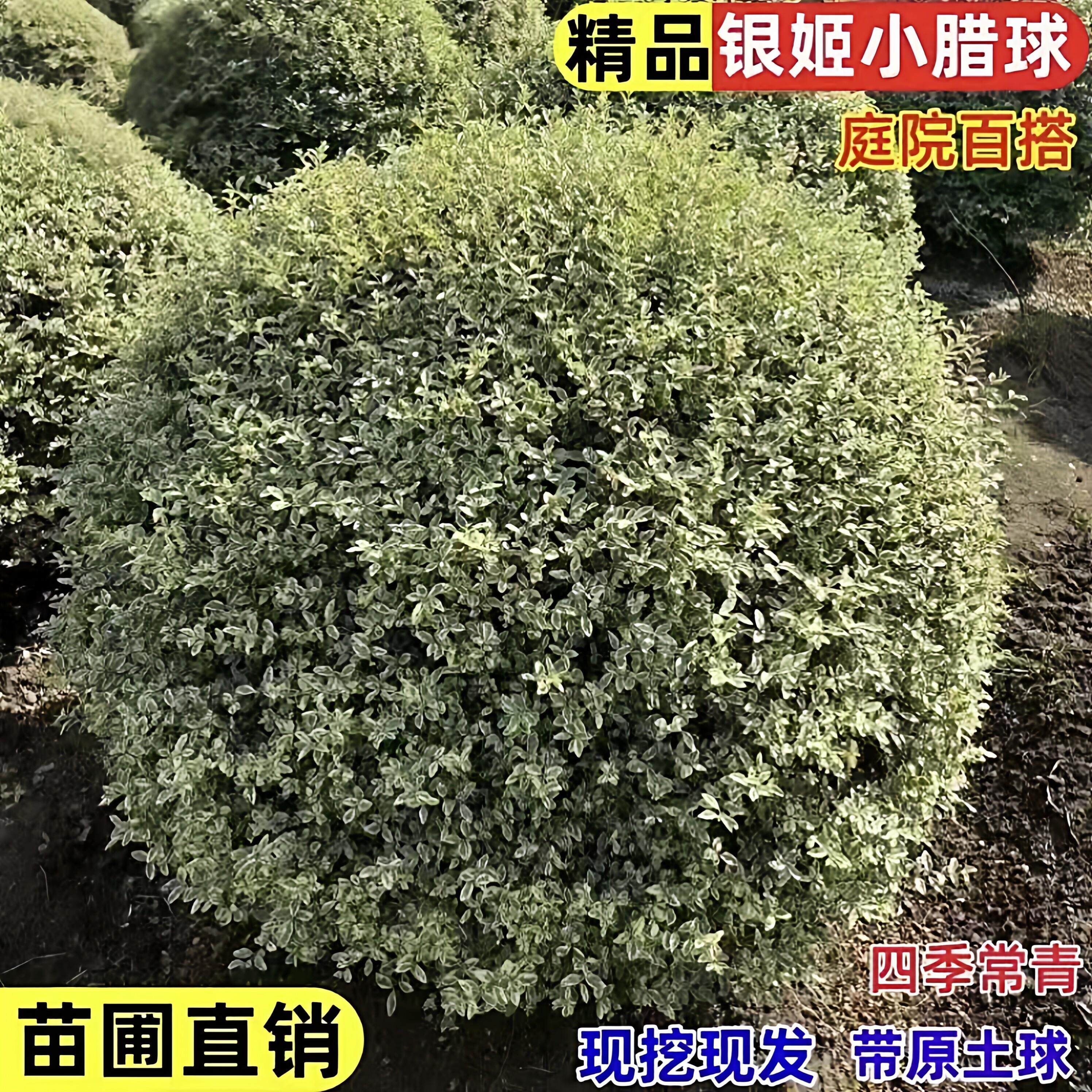 银姬小蜡球树苗别墅庭院耐寒四季常青彩叶绿化色块花镜植物金姬球