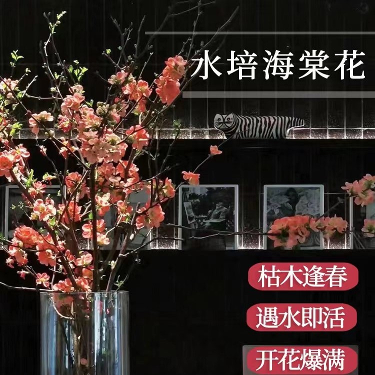 水培鲜枝海棠干枝室内水养花卉枯木逢春雪柳干支遇水开花水培植物